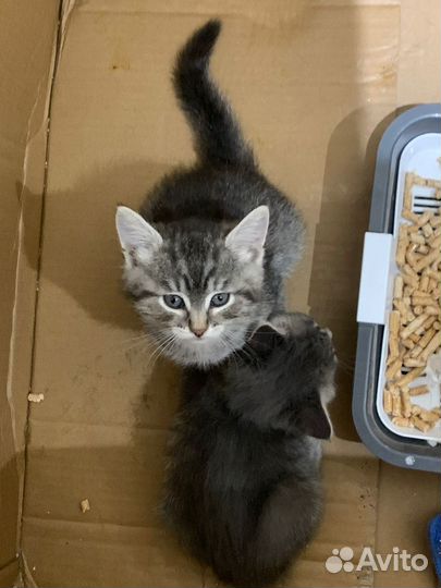 Продаются котята