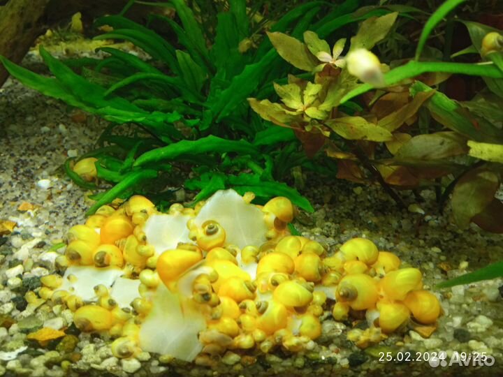 Апистограммы Виджета, ампулярии, корм