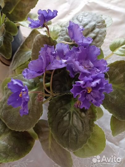 Комнатные цветы