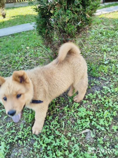 Собака в добрые руки щенок