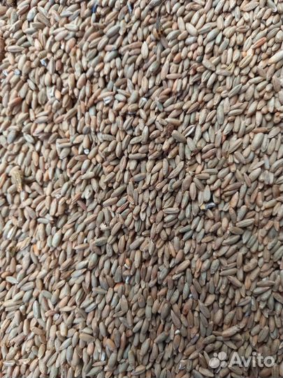 Рожь 100 тонн