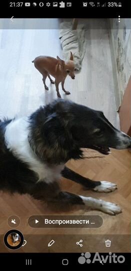 Русская борзая