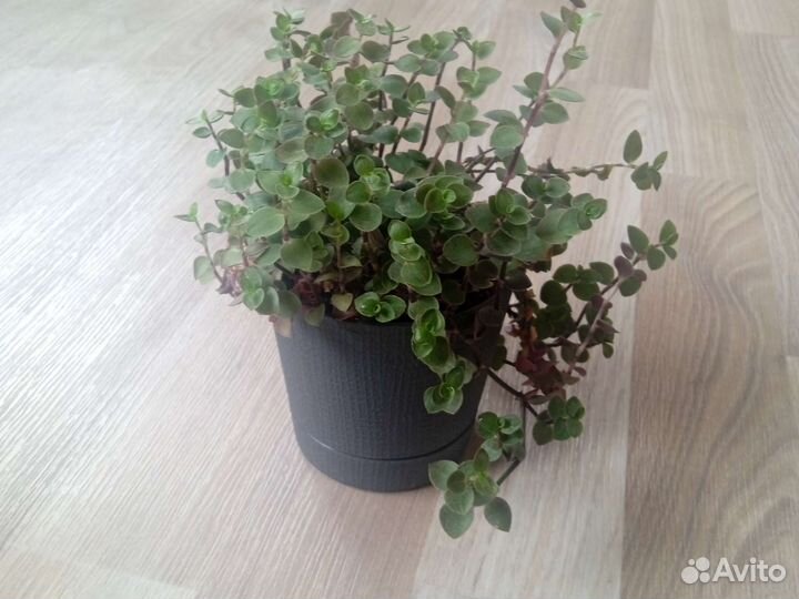 Кализия быстрорастущая 2 шт