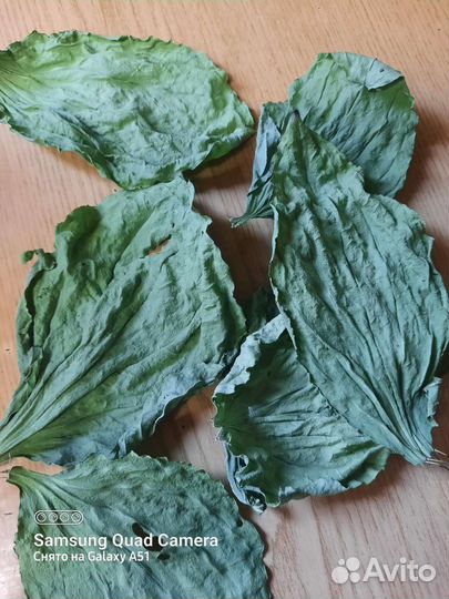 Подорожник сушёный,зелень