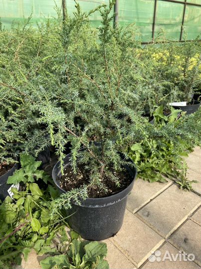 Можжевельник обыкновенный Хиберника высота 20-30см