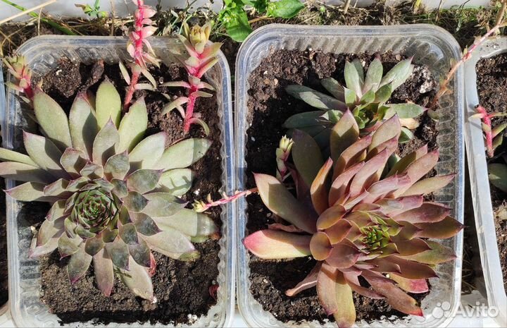 Почвопокровники