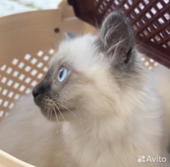 Котята тайские