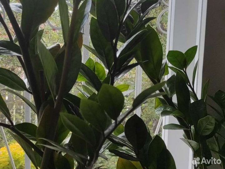 Замиокулькас