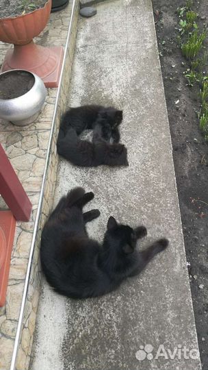 Отдам в добрые руки котят девочка и мальчик