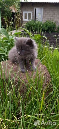 Коты ищут дом