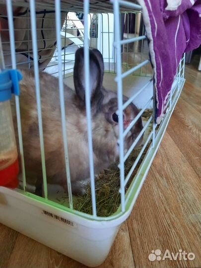 Передержка грызунов