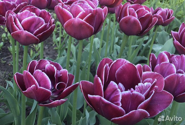 Луковицы тюльпанов Dream Touch, а также ассорти