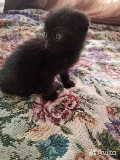 Вислоухие котята в добрые руки