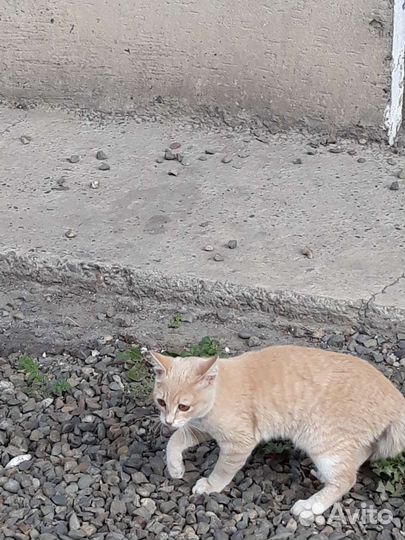 Кошка Бесси в добрые ручки