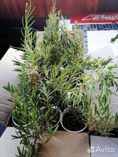 Рассада лаванды