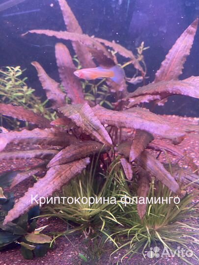 Аквариумные растения