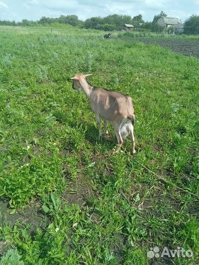 Коза удойная в альпийском типе