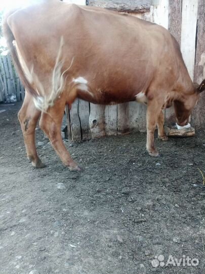 Коровы дойные молочные