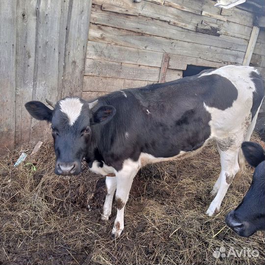 Бычки и телята