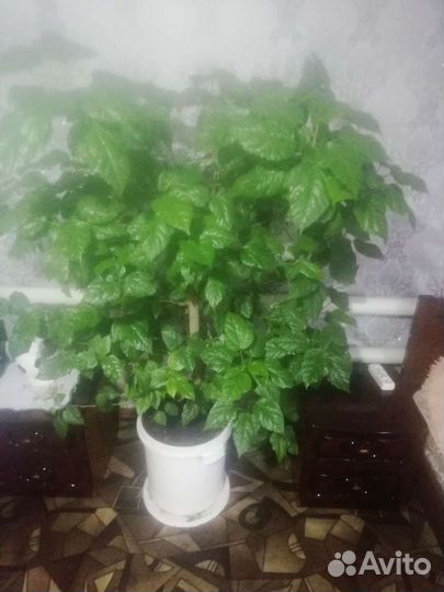 Гибискус китайская роза