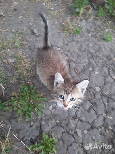 Котёнок на улице