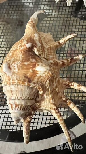 Большие ракушки морские