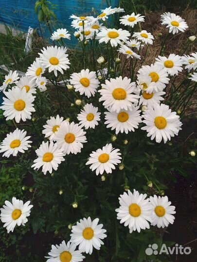 Пион канзас, ромашки, скученный колокольчик