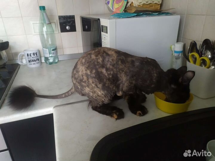 Кошка в добрые руки