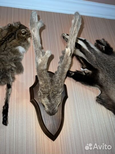 Чучело рога косули