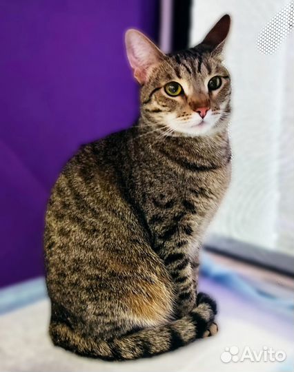 Кошечку оставили в подъезде.1.5 года