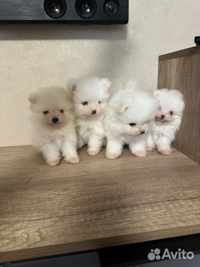 Щенки шпица