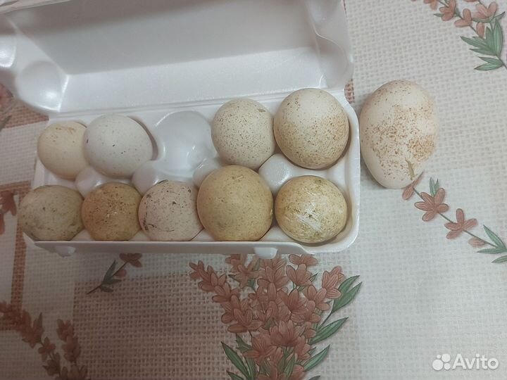 Инкубационное яйцо индейки