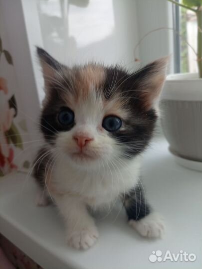 Котятки в добрые руки