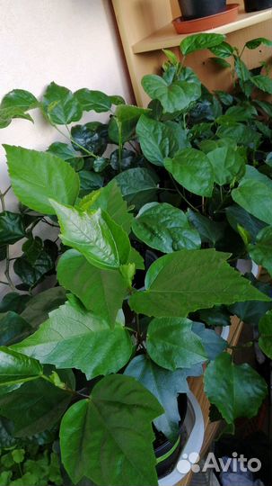 Гибискусы сортовые