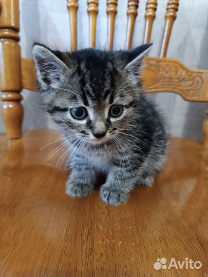 Котëнок, котик в дар