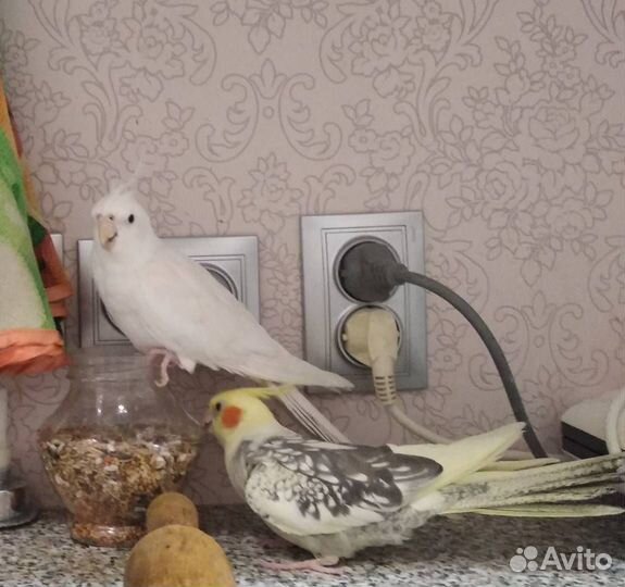 Попугай корелла птенцы