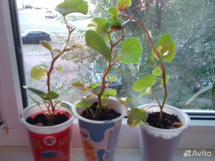 Бегония вечноцветущая