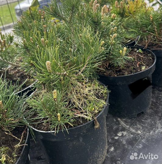 Горная сосна (саженцы) Германия