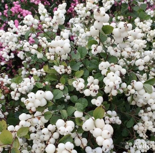 Снежноягодник