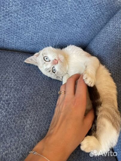 Кошка в добрые руки