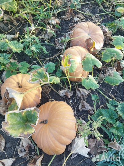Тыква оптом