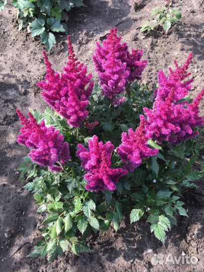 Гибридная астильба