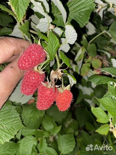 Тибетская малина, крупноплодная малина саженцы