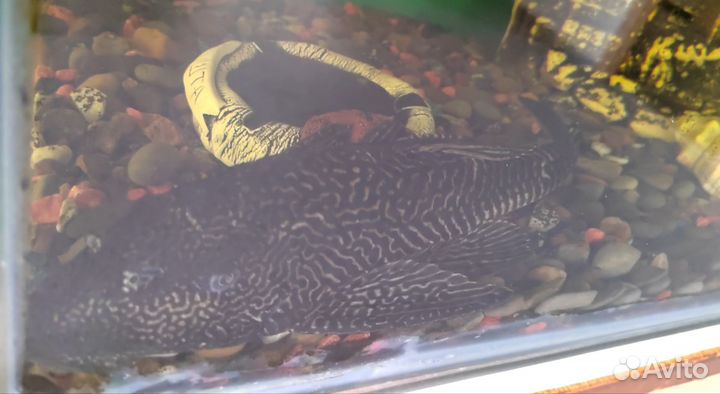 Парчевый сом