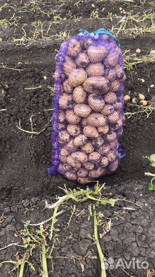 Продам картофель