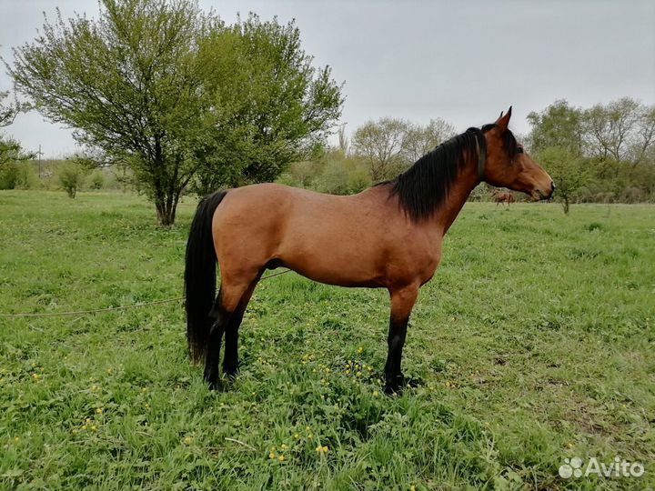 Жеребцы на покрытие