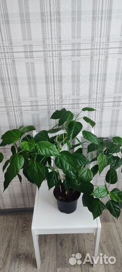 Гибискус Китайская роза красная махровая