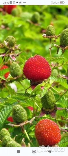 Тибетская малина саженцы