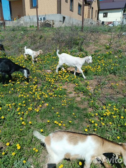 Козлик и козочка