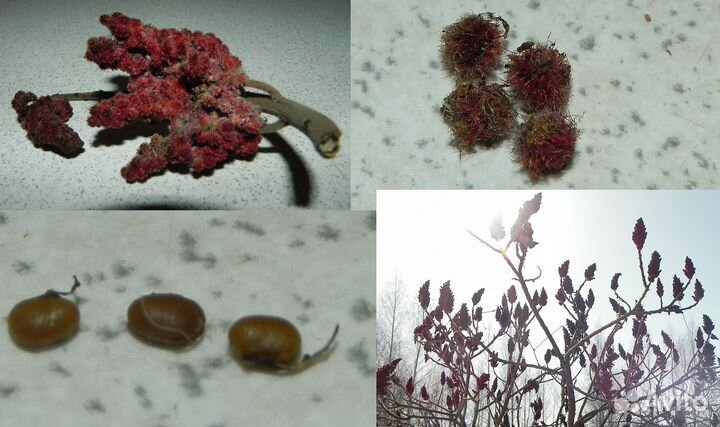 Сумах Виргинский (Оленерогий)